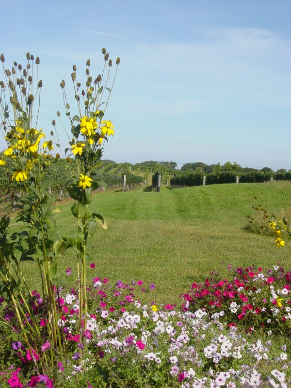 Click for original image 829k 1200x1600