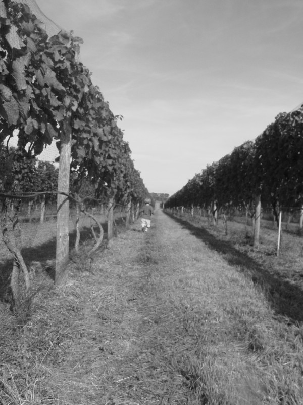 Click for original image 757k 1200x1600